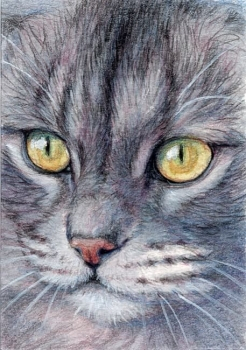 Beautiful Kitty / 1004